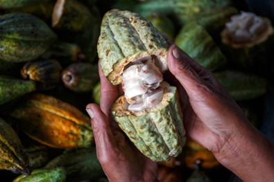 La Côte d’Ivoire suspend ses ventes à terme de cacao
