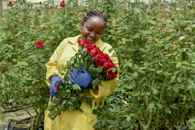 Les roses africaines