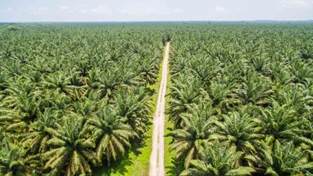 La future source d’énergie en Côte d’Ivoire : le palmier à huile